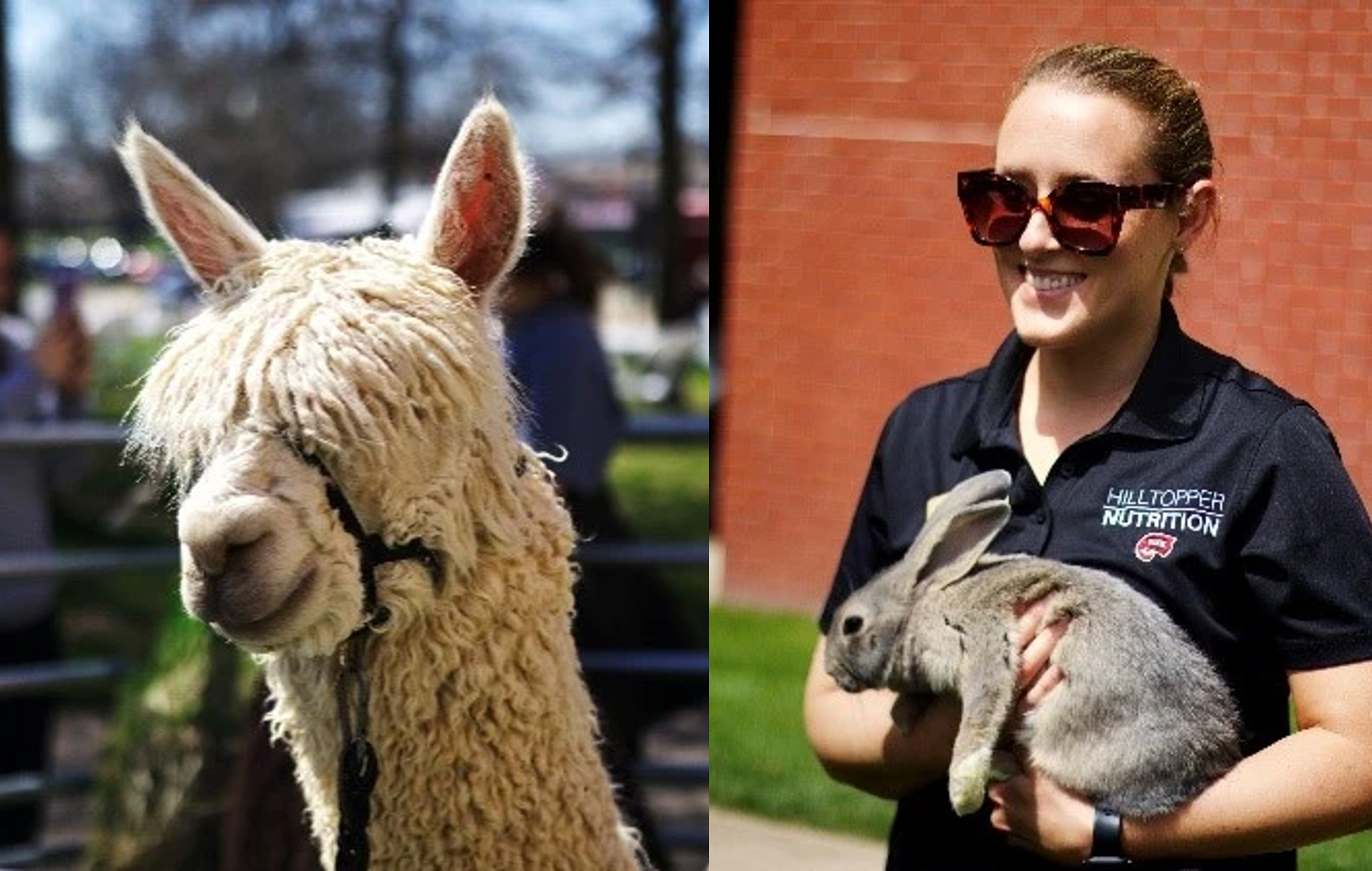 alpaca, staff member with bunny